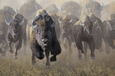 Búfalos al ataque